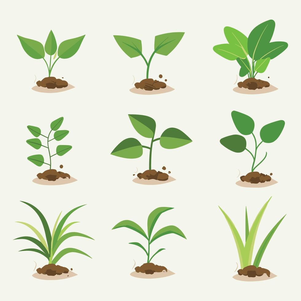 Flowers and plants seedling process flat icons illustration vector