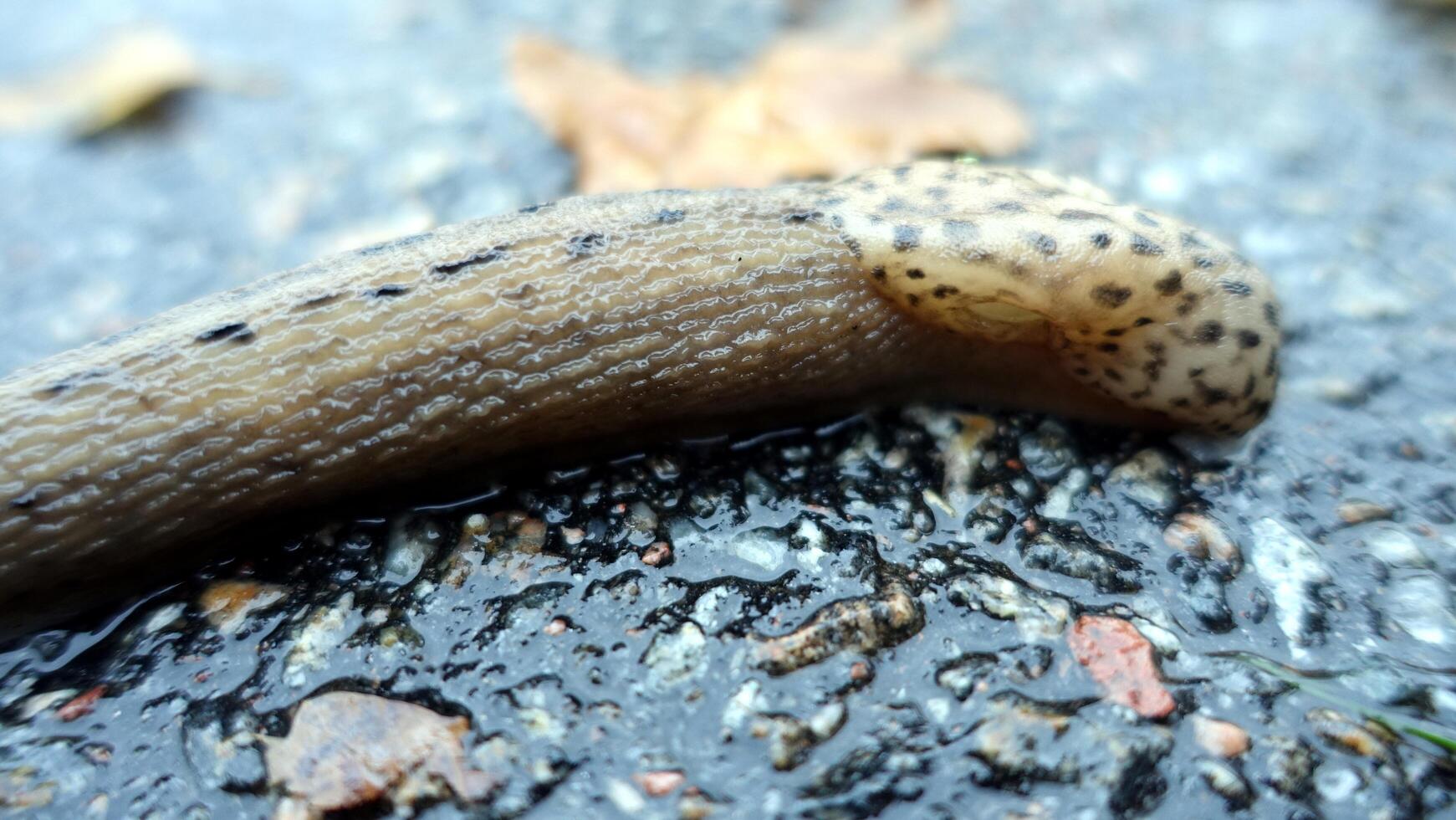 a giant gardenslug quiet strip at the edge of the forest photo