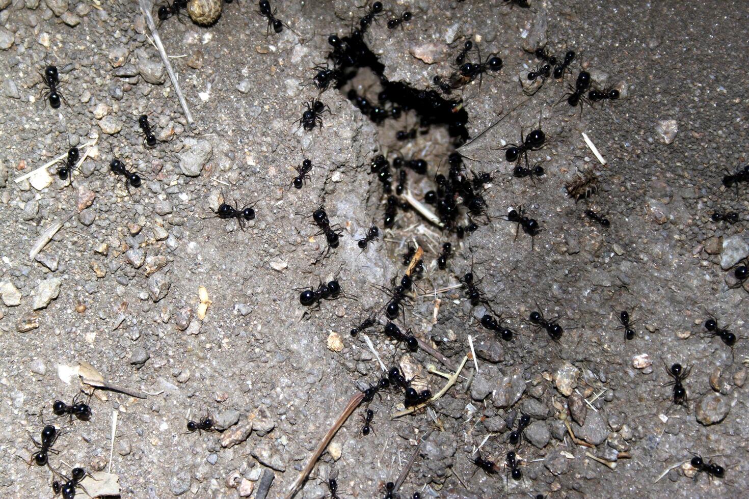 Ants in full activity between the cracks of a floor photo