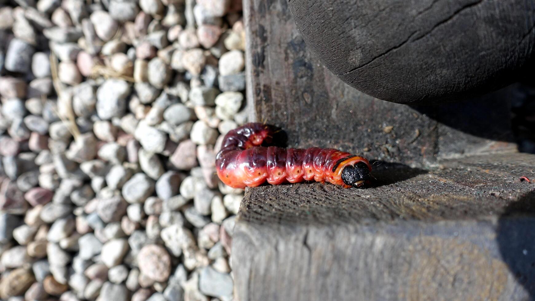 A long red earthworm crawls across the wooden beams photo