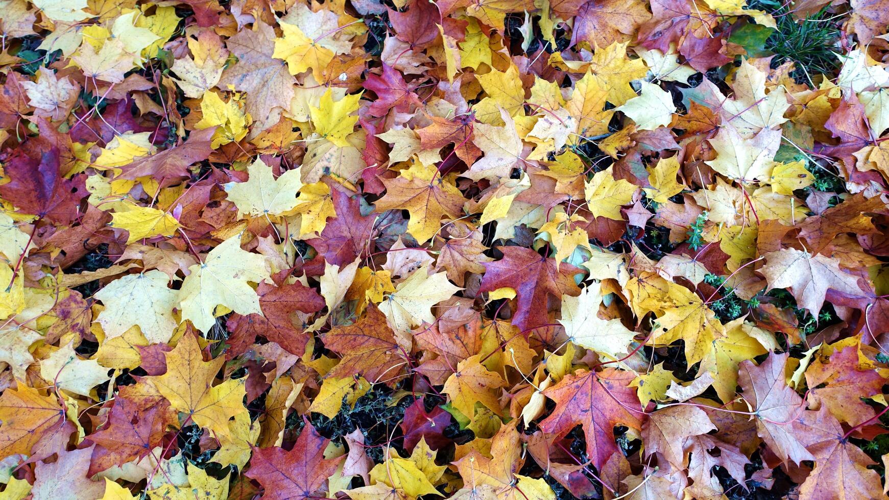 Autumn has arrived in the suburbs photo