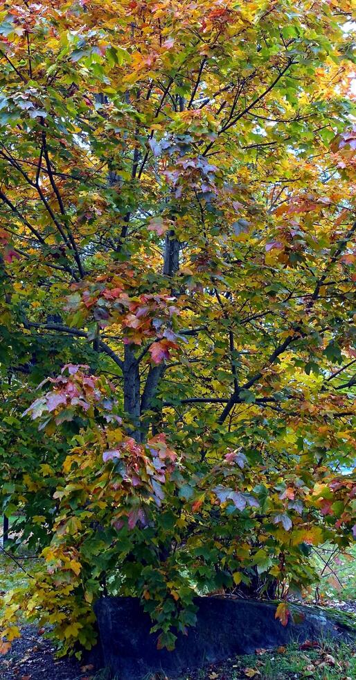 Autumn has arrived in the suburbs photo