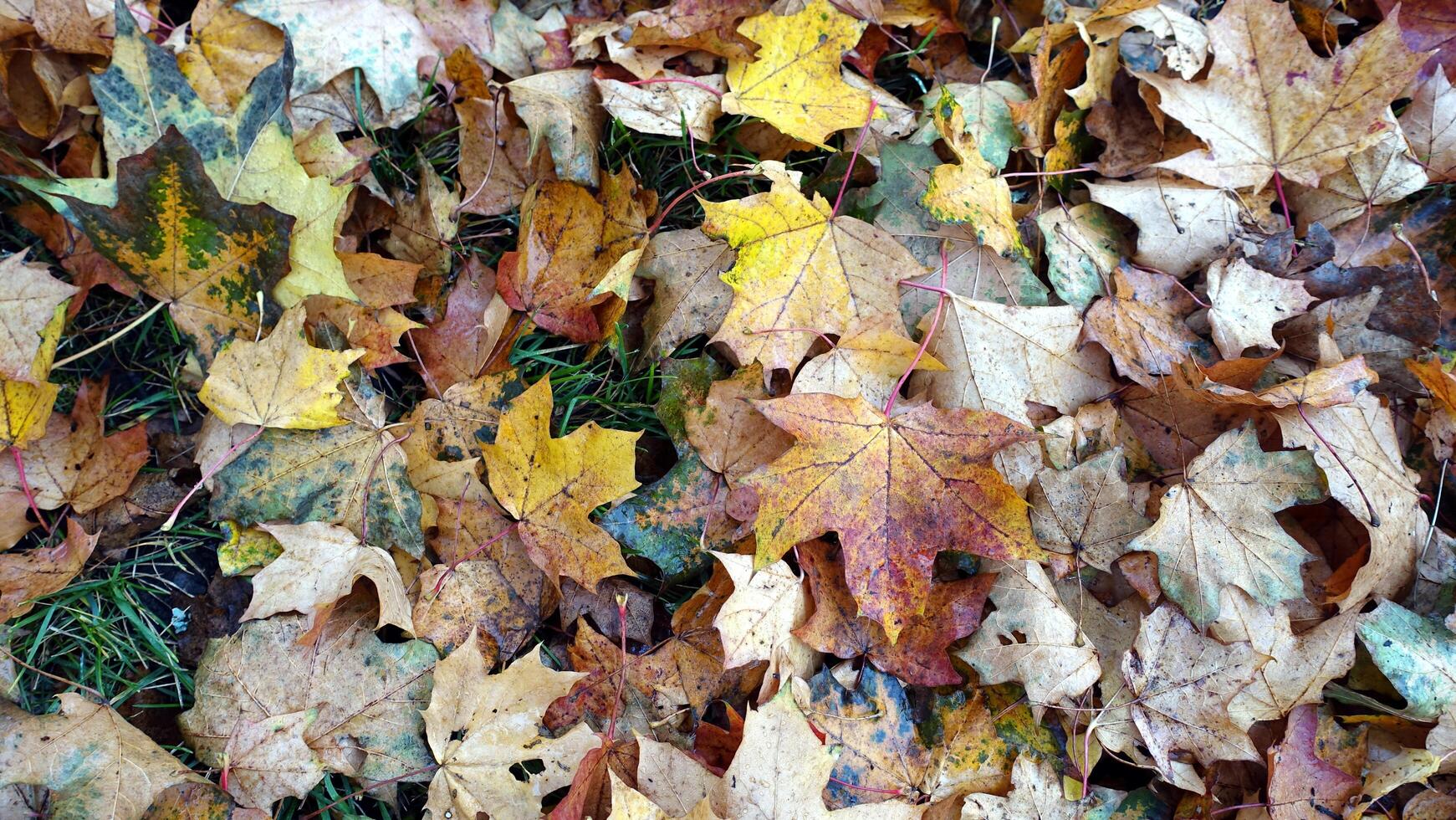 otoño tiene llegado en el afueras foto