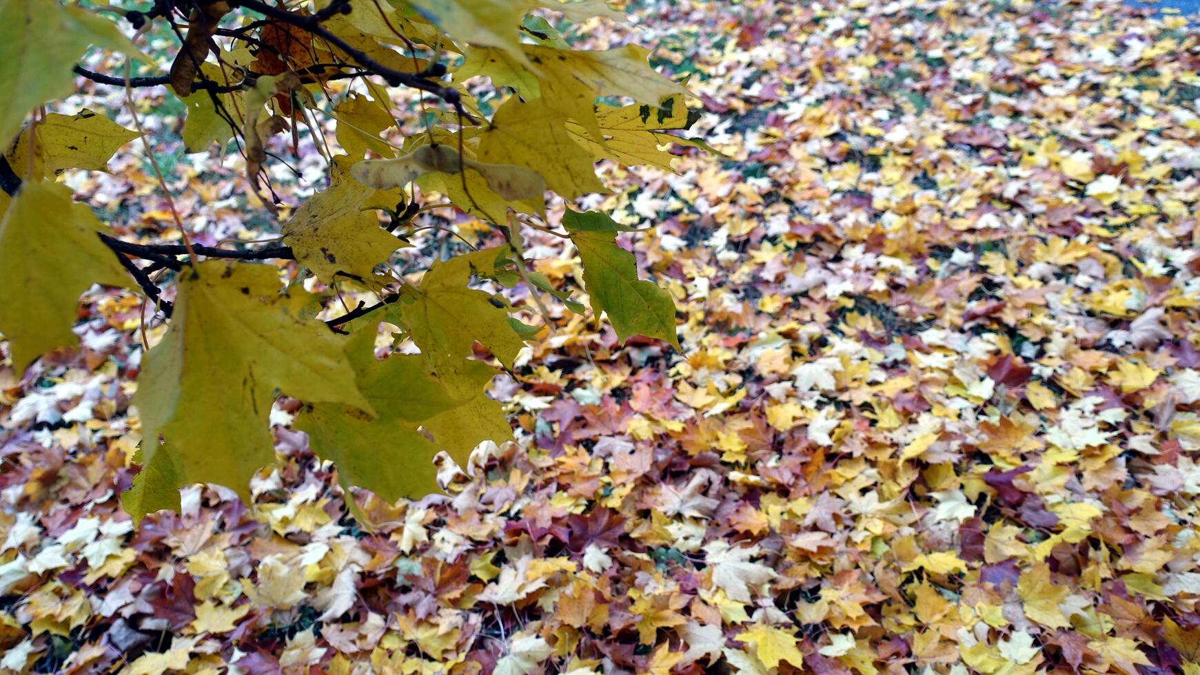 Autumn has arrived in the suburbs photo