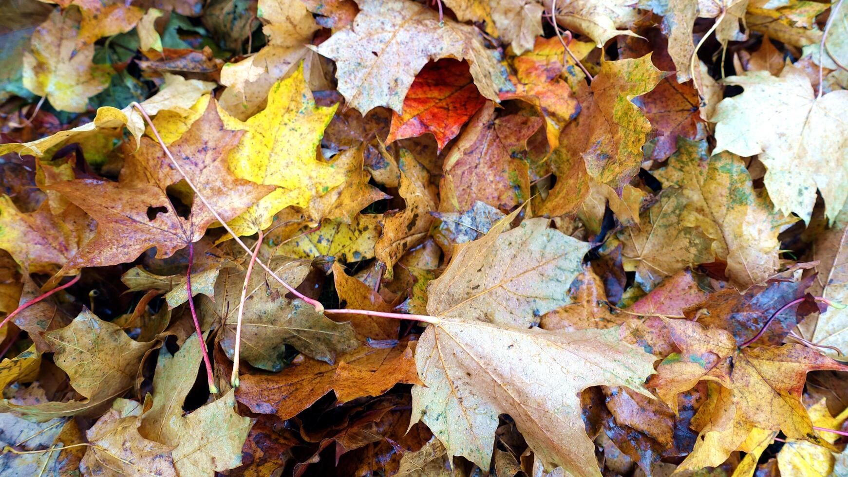 otoño tiene llegado en el afueras foto