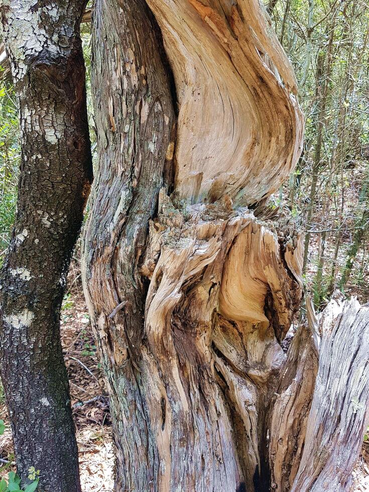 the trunk of a juniper during an excursion photo