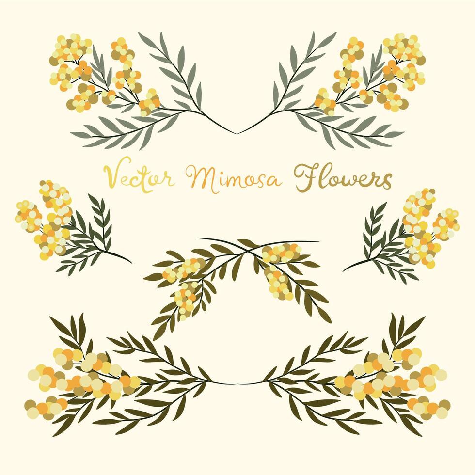 Set of mimosa flowers and leaves isolated on white background. Floral design elements. spring illustration. vector