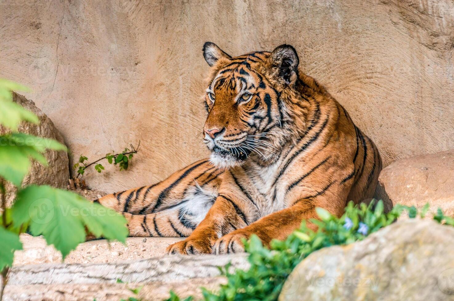 one handsome young tiger is lying around and relaxing photo