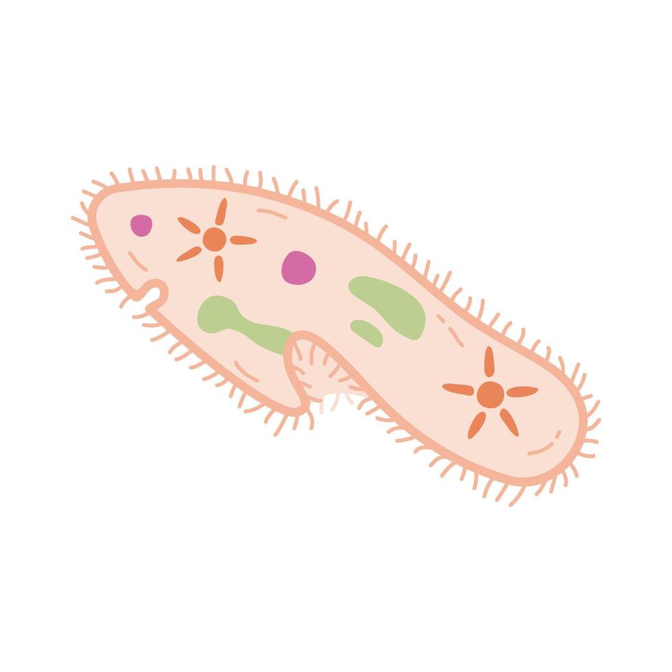 biology paramecium caudatum, bacteria protozoa flat illustration vector