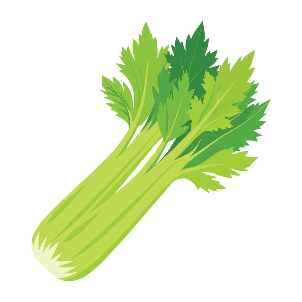 Illustration of Celery on White vector