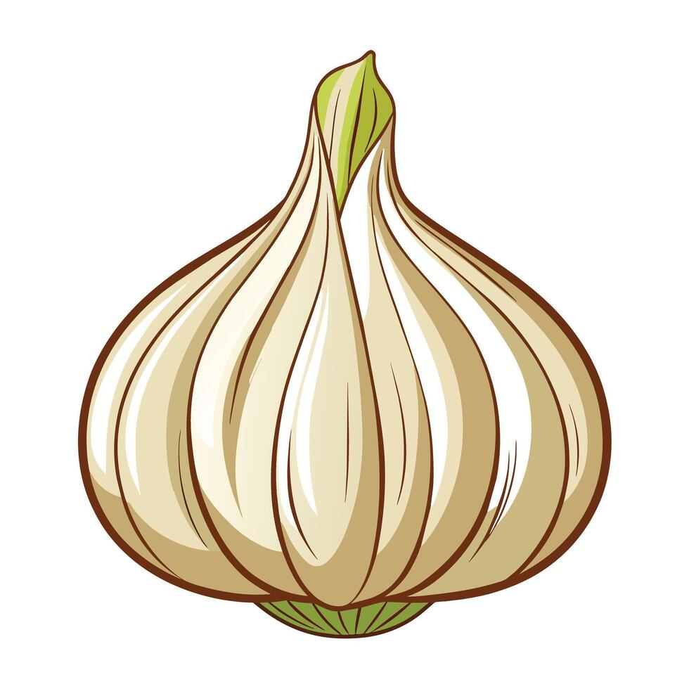 Illustration of Garlic on White vector