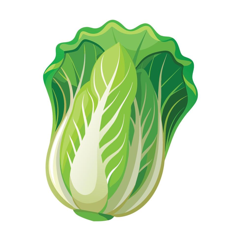 Illustration of Chinese Cabbage Marrow on White vector