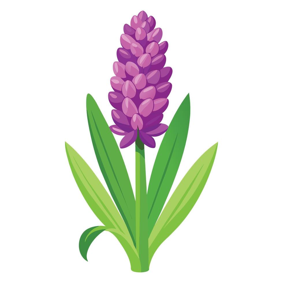Illustration of Hyacinth on White vector
