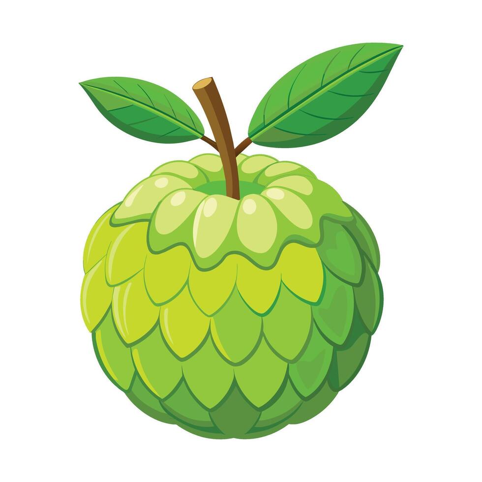 of Custard Apple with Green Leaves on White vector