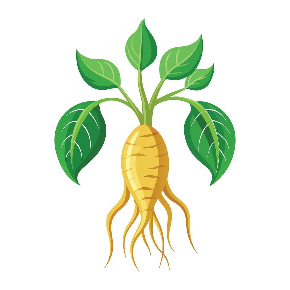 Illustration of Ginseng on White vector