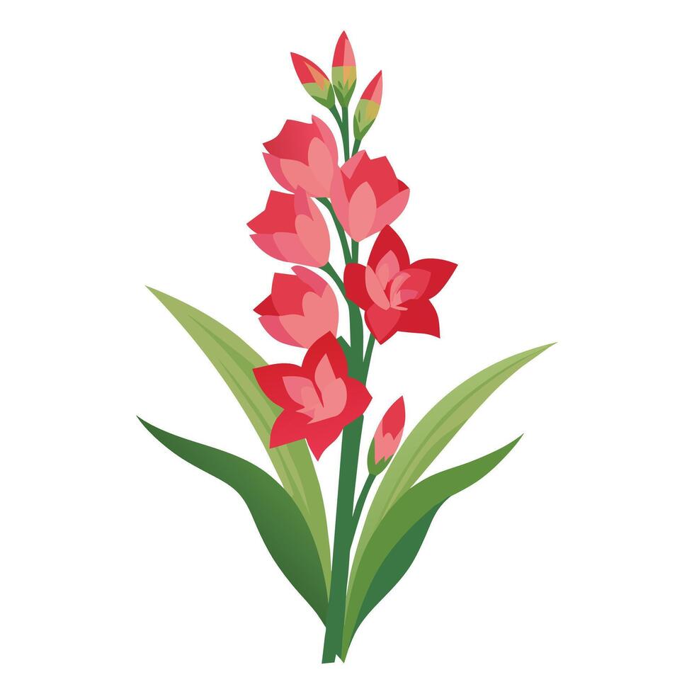 Illustration of Gladiolus on White vector