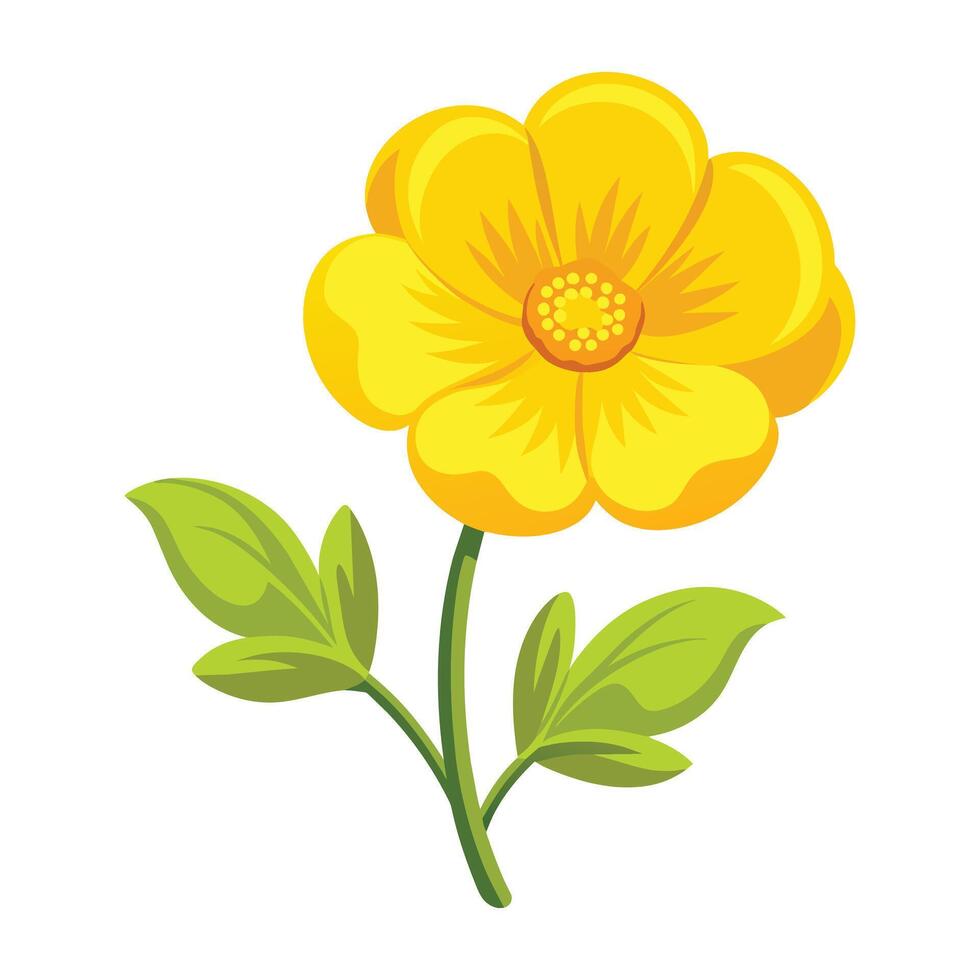 Illustration of Buttercup on White vector