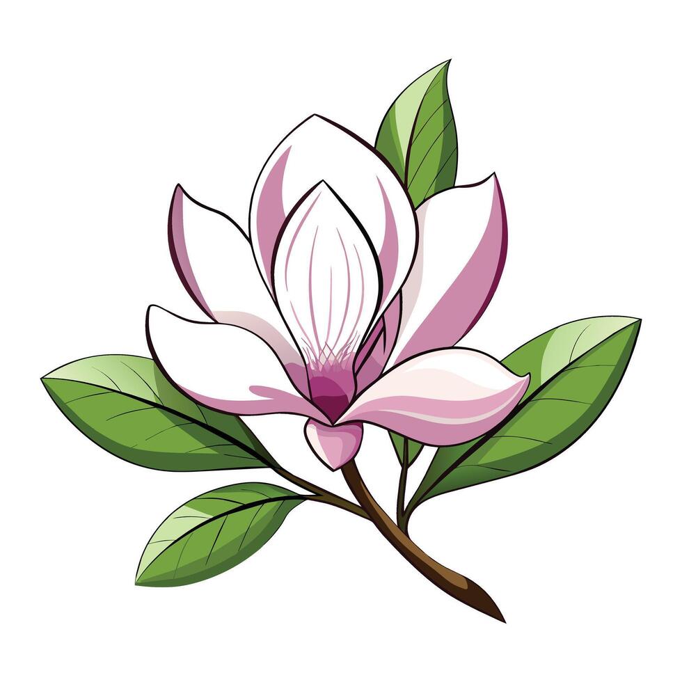 Illustration of Magnolia on White vector