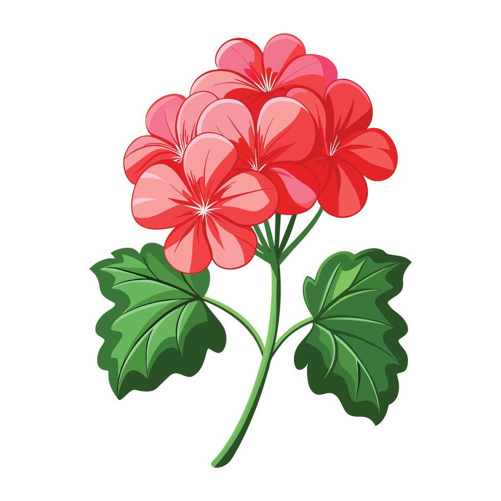 Illustration of Gerbera Daisy on White vector