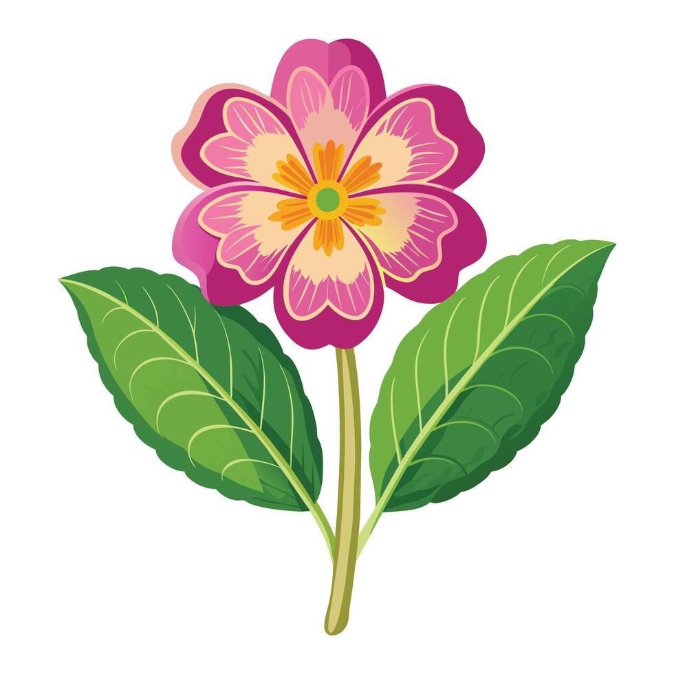 Illustration of Primrose on White vector