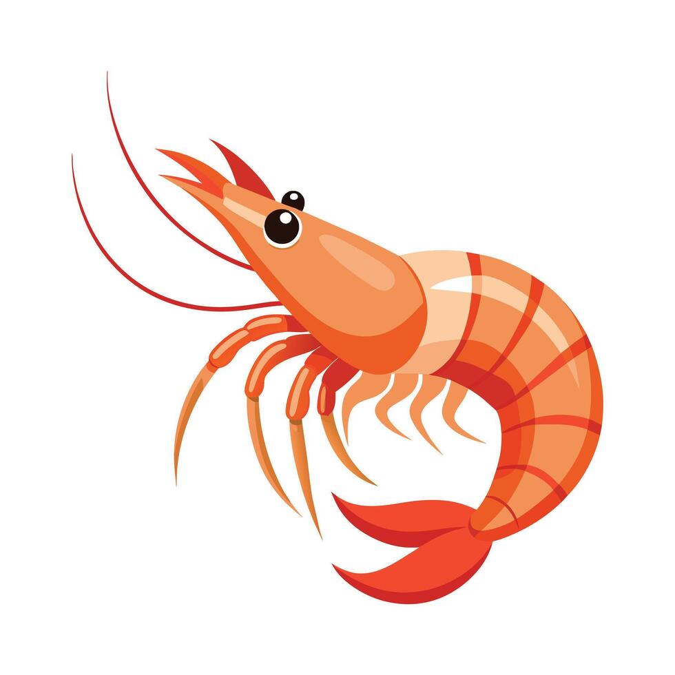 Illustration of Shrimp on White vector