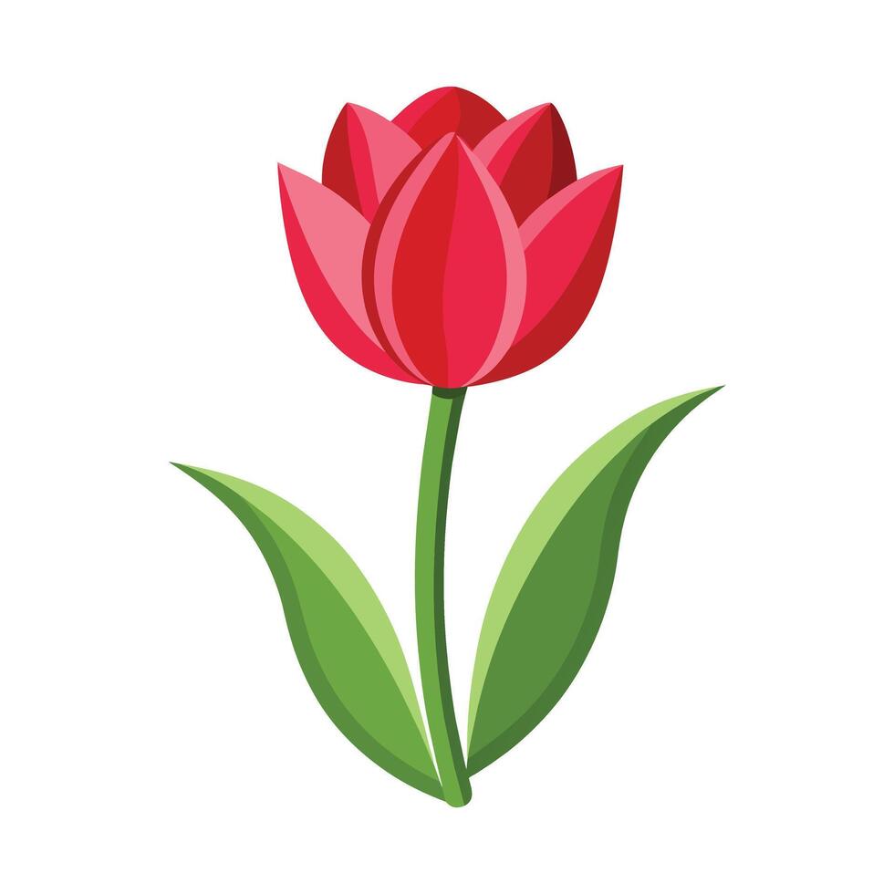 Illustration of Tulip on White vector