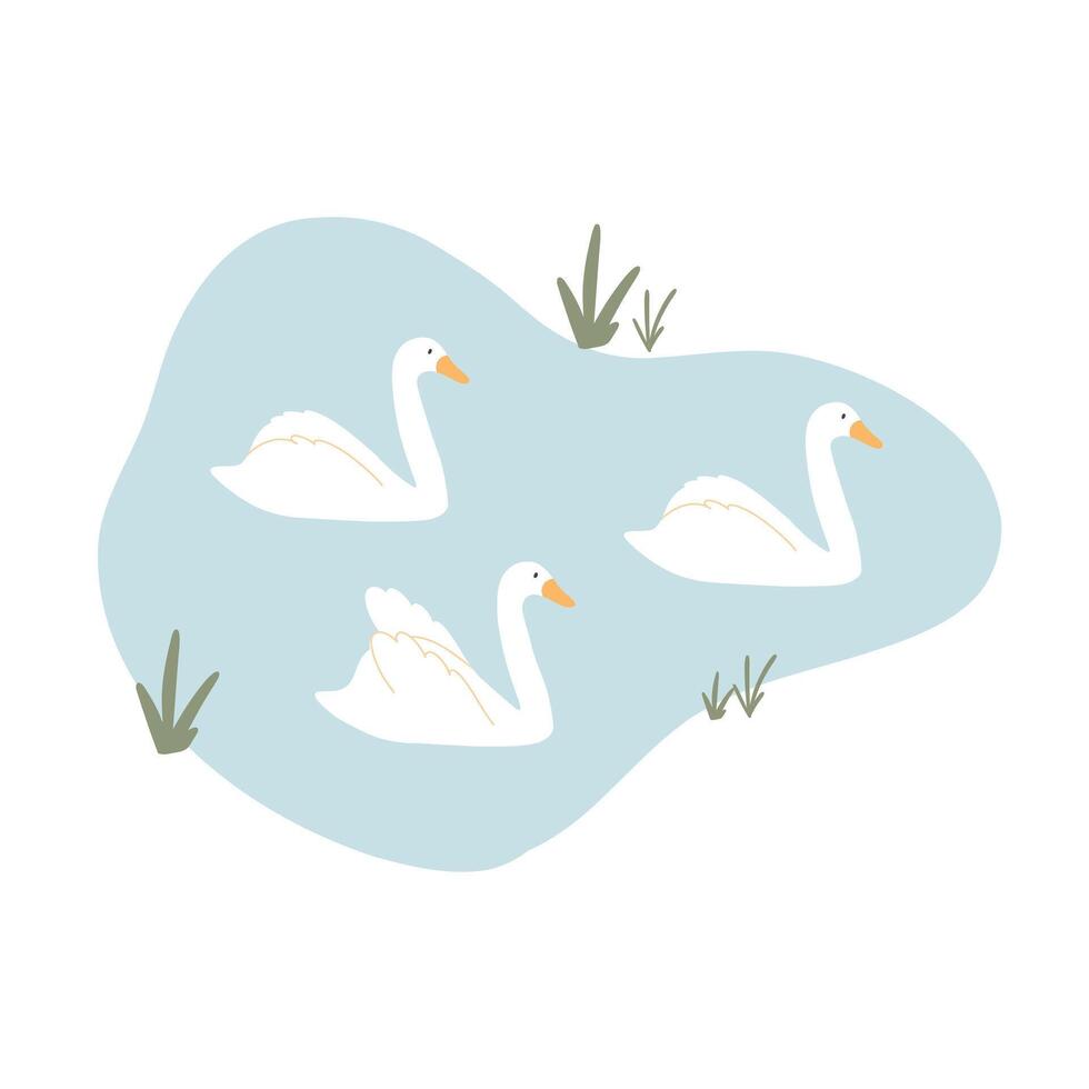 Beautiful swans swim on the lake. illustration of swans on a pond. Hand drawn illustration in flat style. vector