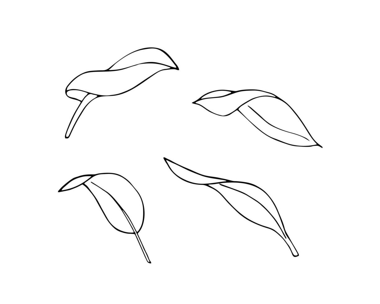 dibujado a mano hojas colocar. diferente variaciones de hojas. dibujo de hojas. vector