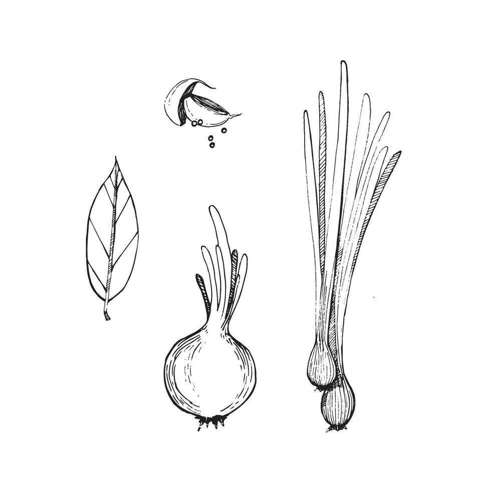 illustration. Young green onions, cloves of garlic, peppercorns, onions, bay leaves drawn with a black outline in . Suitable for printing on fabric and paper, product packaging, design vector