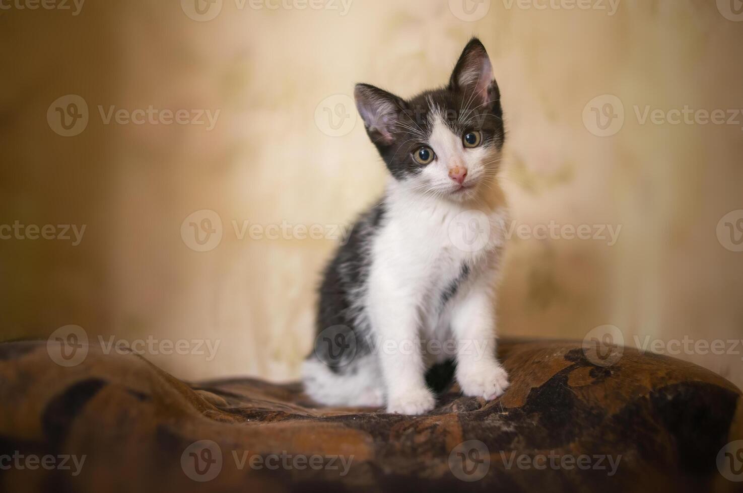 young cute kitten curiously looks at the camera photo