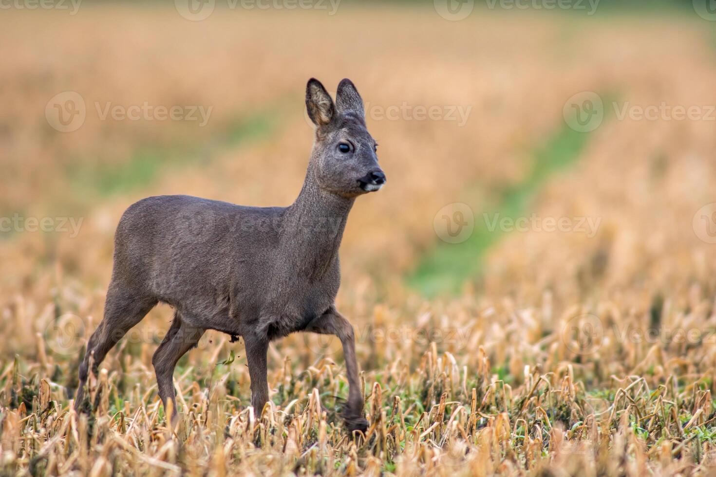 one beautiful deer doe standing on a harvested field in autumn photo