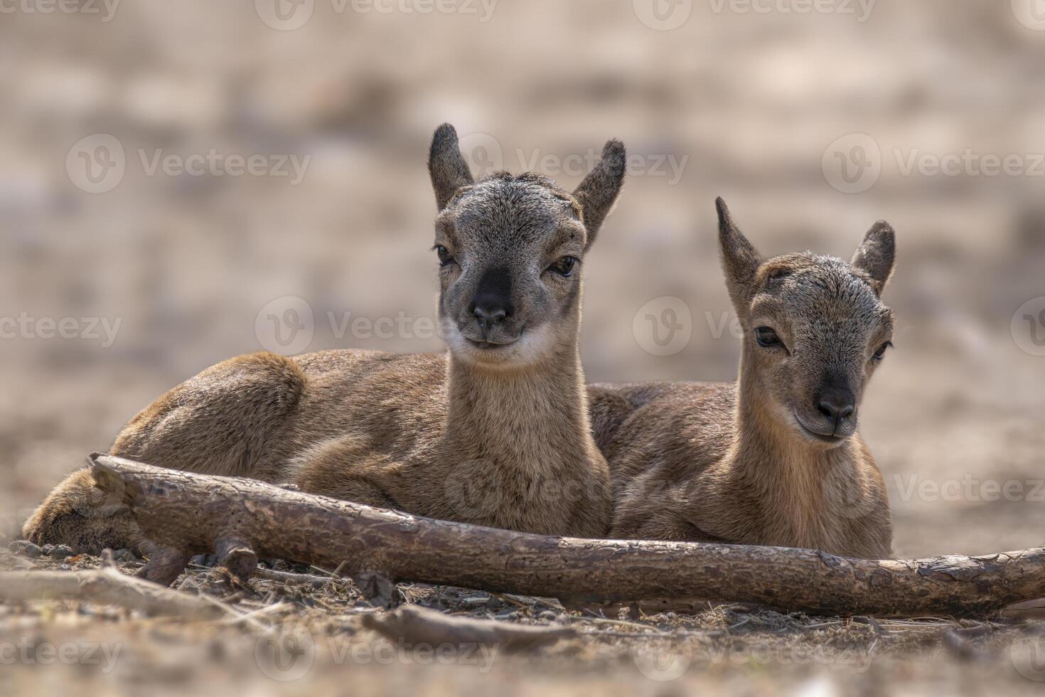 2 young aries are sitting comfortably in a forest in autumn photo