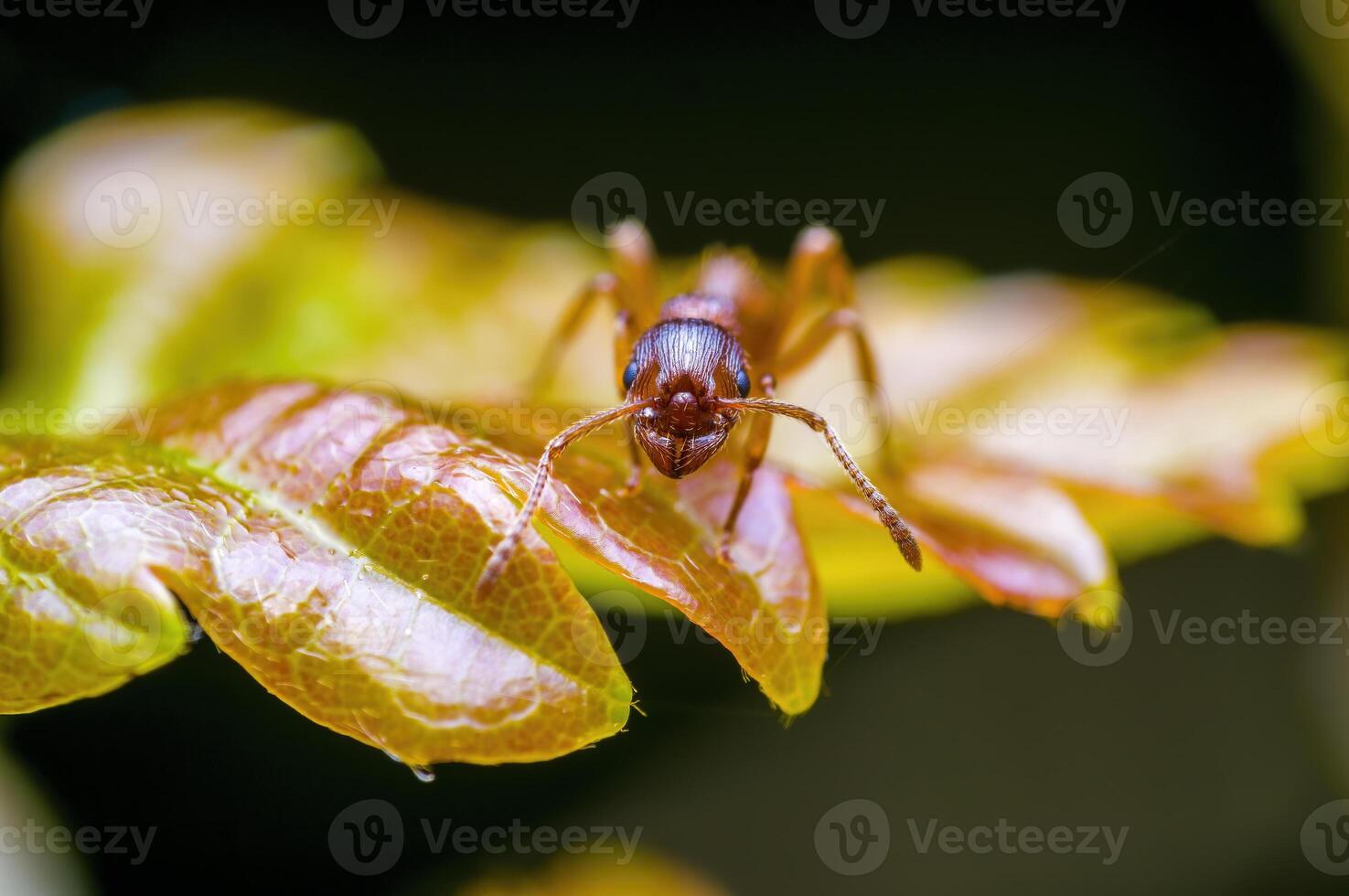 a small ant insect on a plant in the meadow photo