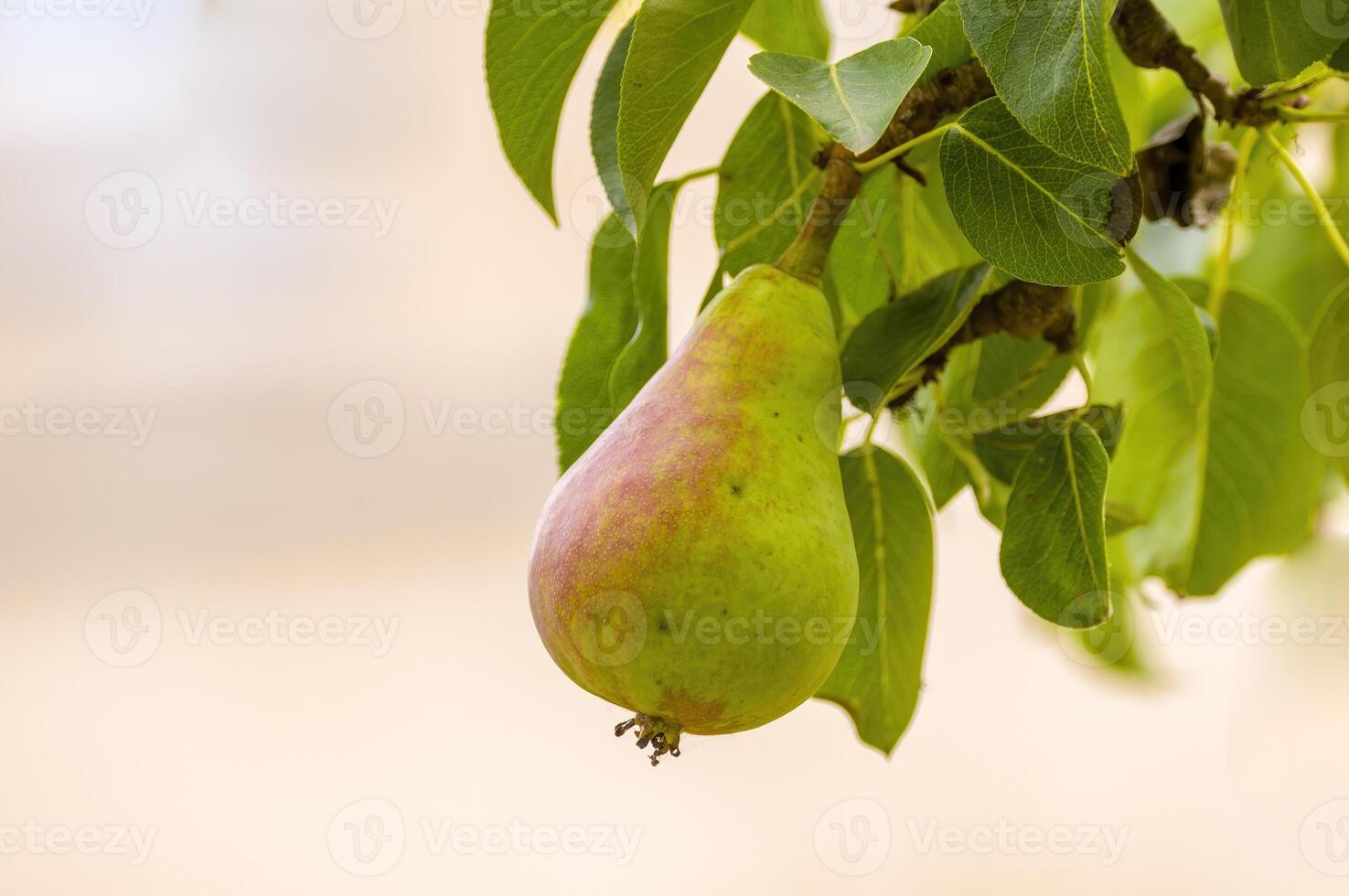 a delicious juicy pear on a tree in the seasonal garden photo