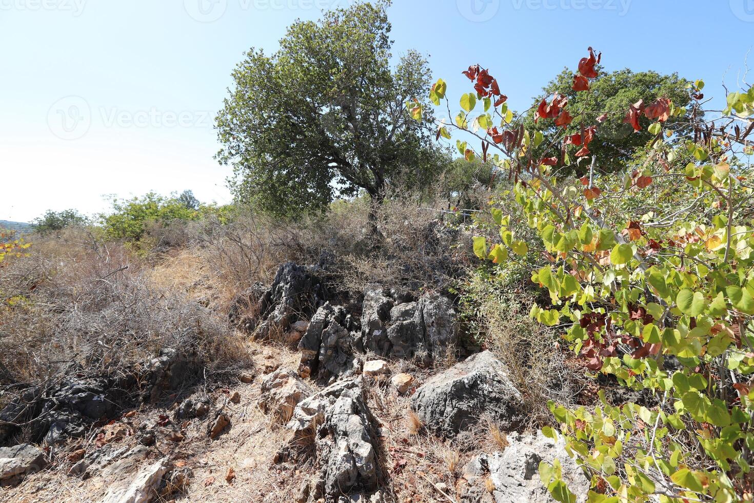 Landscape in the mountains in northern Israel. photo