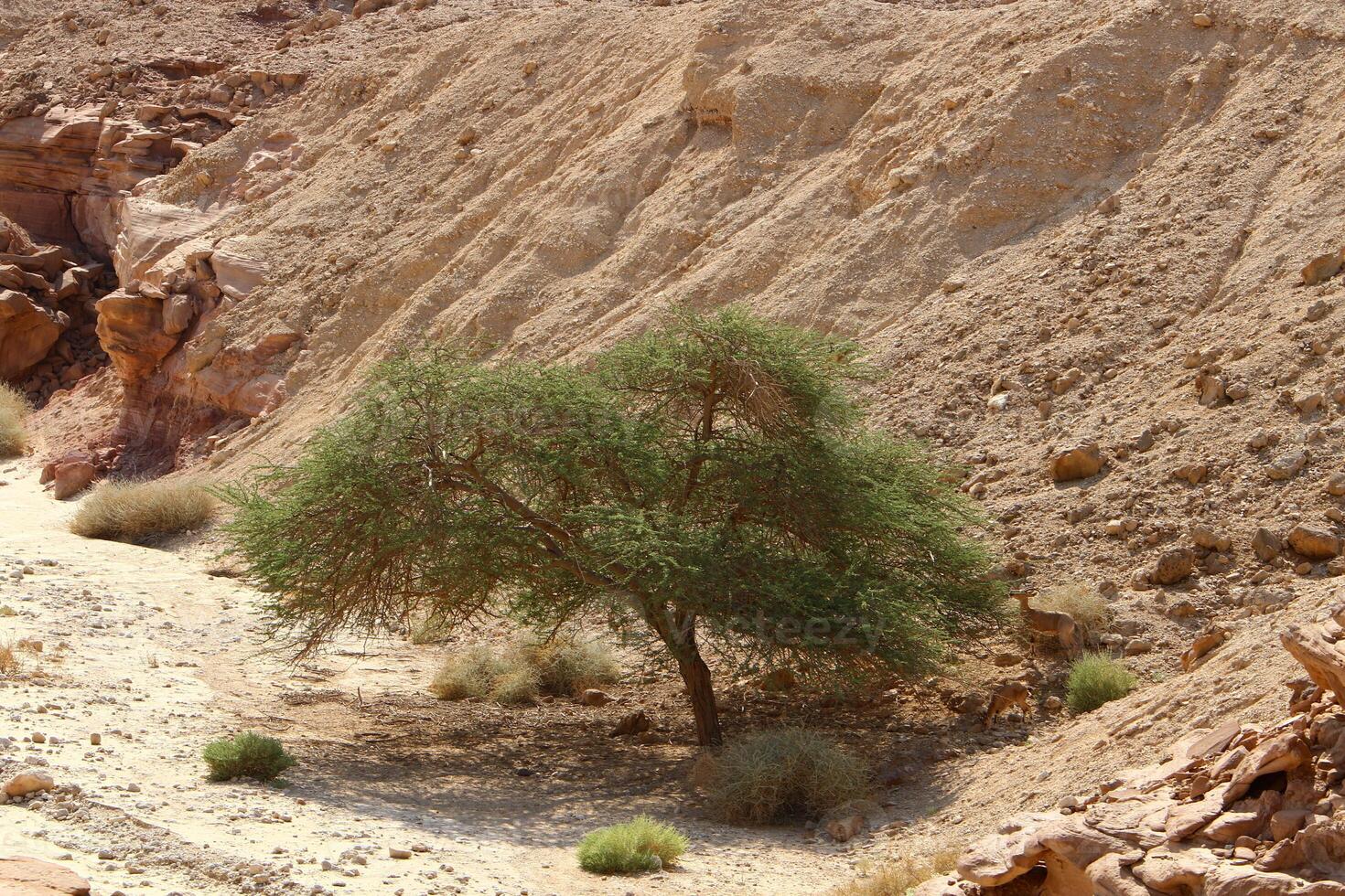 Timna mountain range in Eilat in southern Israel. photo