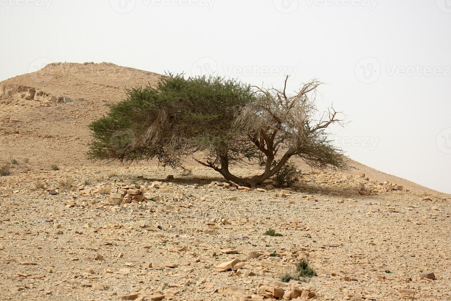 The Negev is a desert in the Middle East, located in Israel and occupying about 60 of its territory. photo