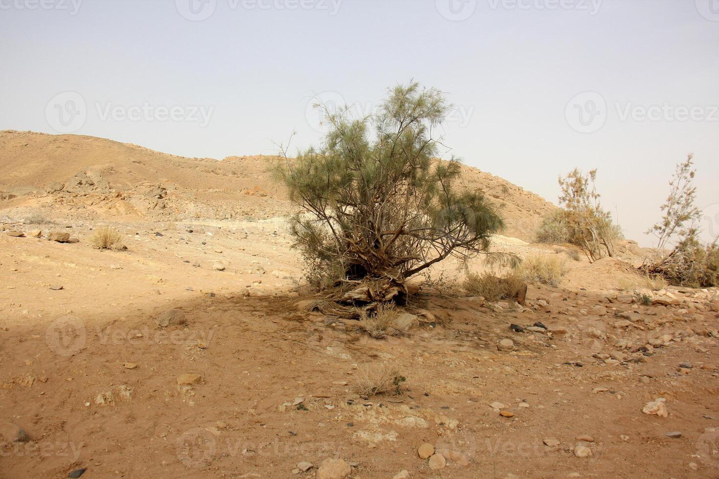 The Negev is a desert in the Middle East, located in Israel and occupying about 60 of its territory. photo