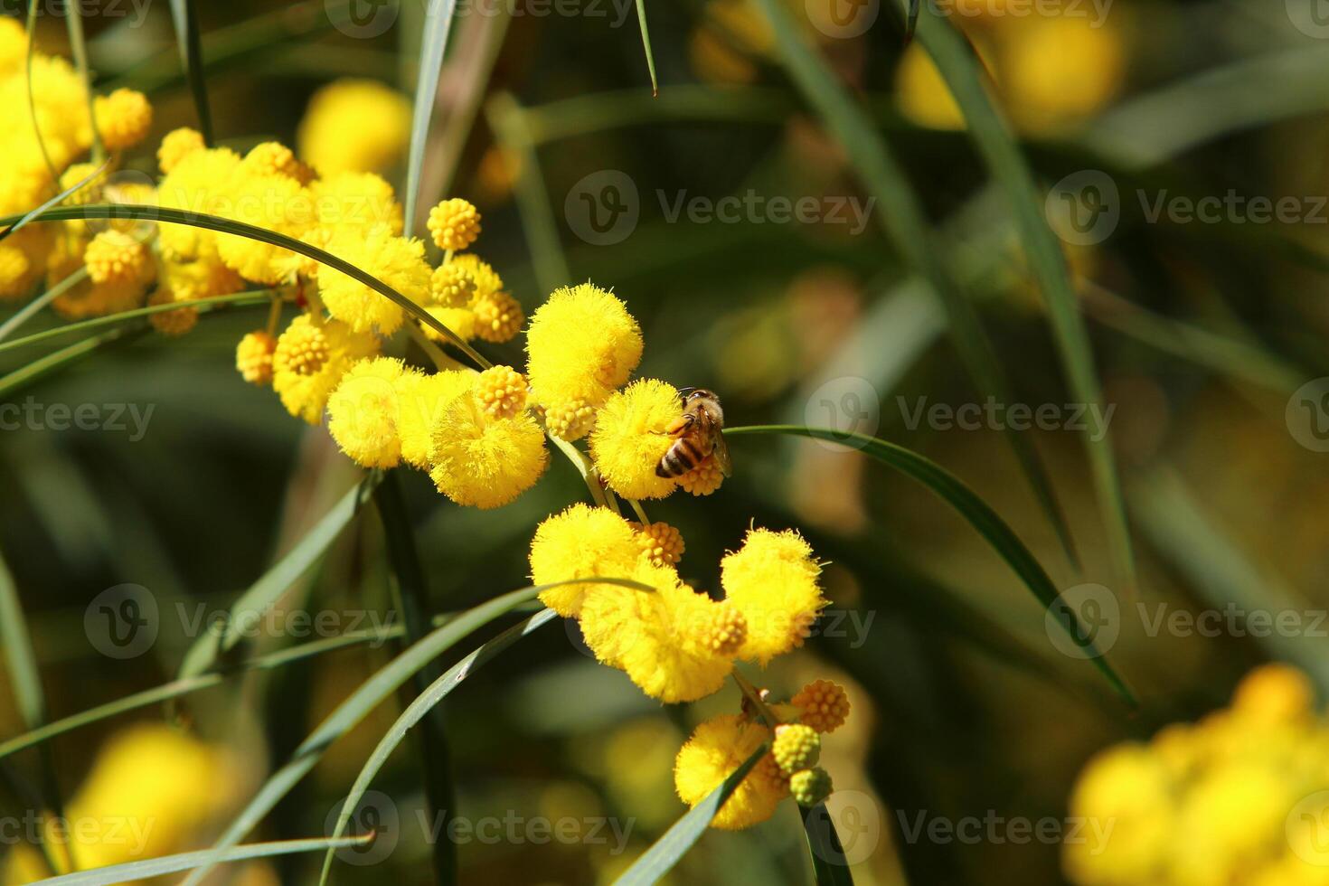 Mimosa blooms on the side of the road in a city park. photo