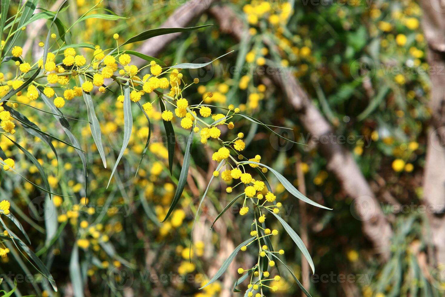 Mimosa blooms on the side of the road in a city park. photo