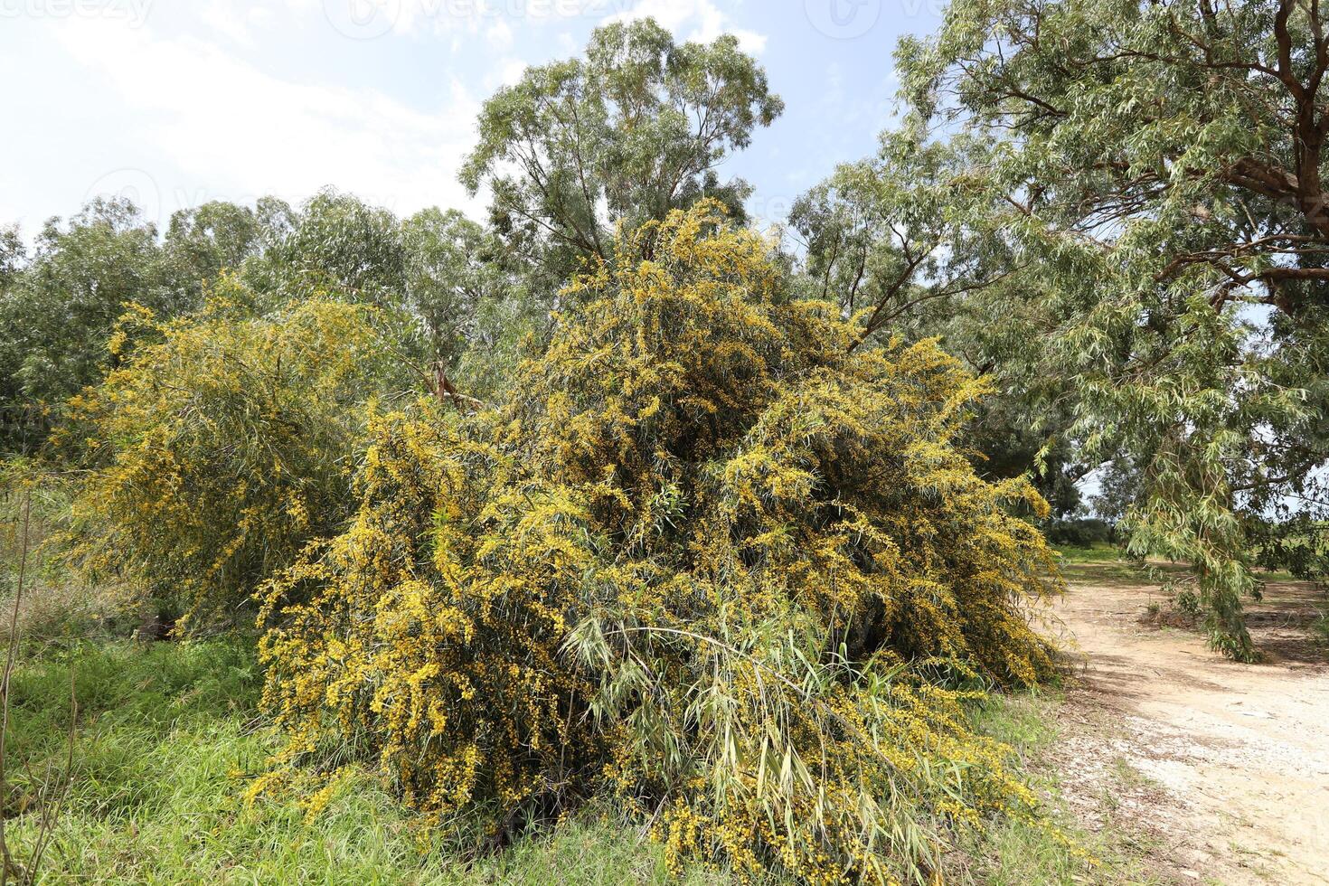 Mimosa blooms on the side of the road in a city park. photo