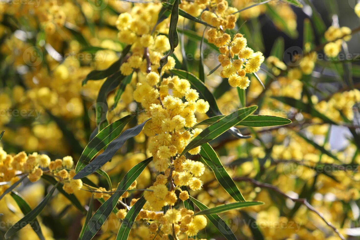 Mimosa blooms on the side of the road in a city park. photo