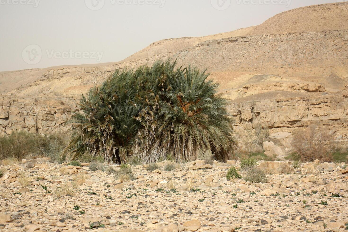 The Negev is a desert in the Middle East, located in Israel and occupying about 60 of its territory. photo