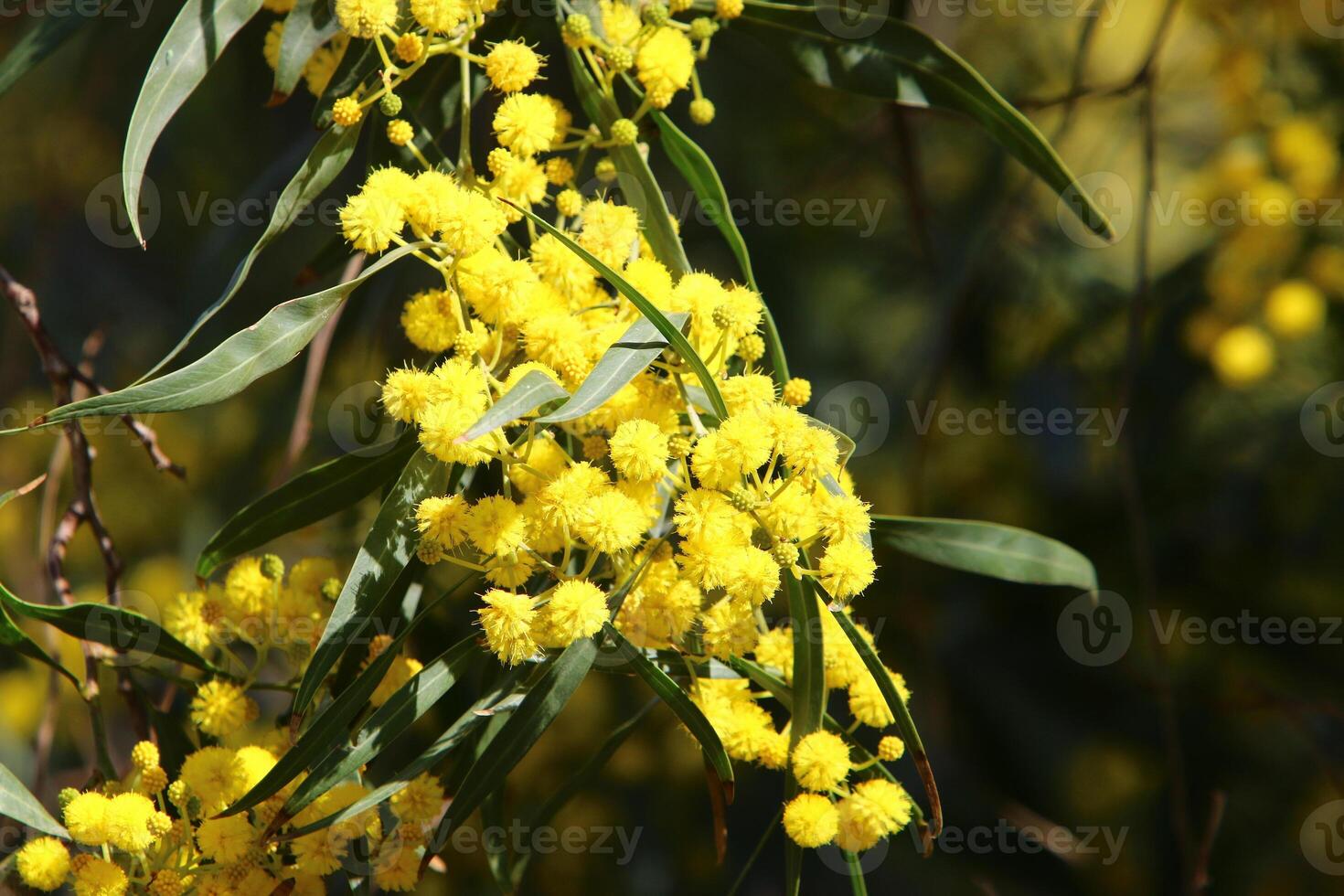 Mimosa blooms on the side of the road in a city park. photo