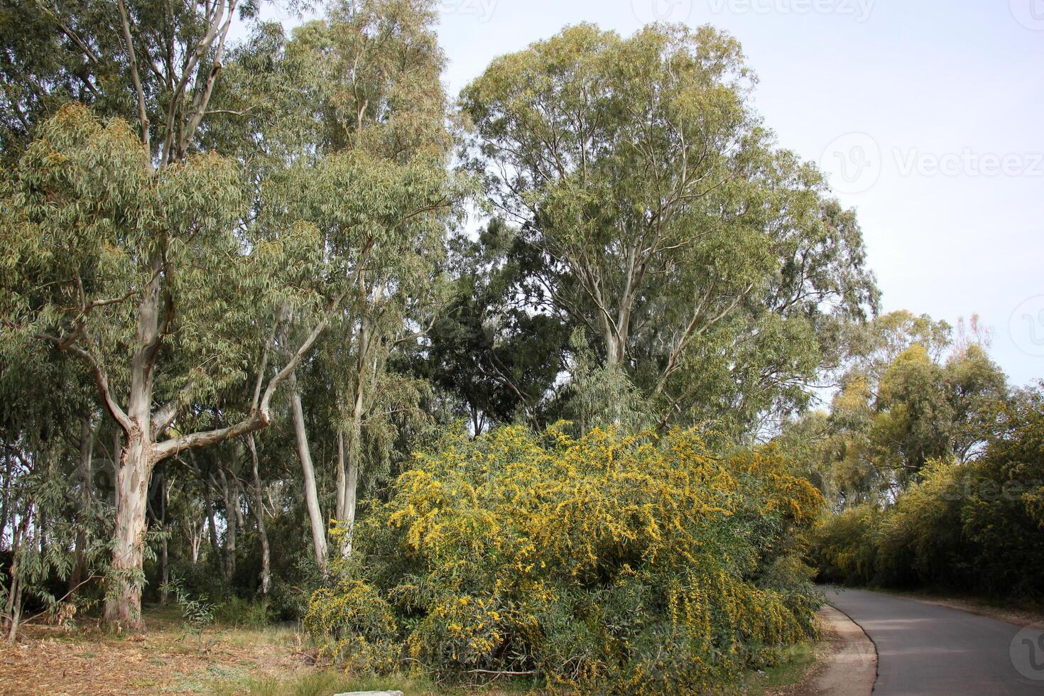 Mimosa blooms on the side of the road in a city park. photo