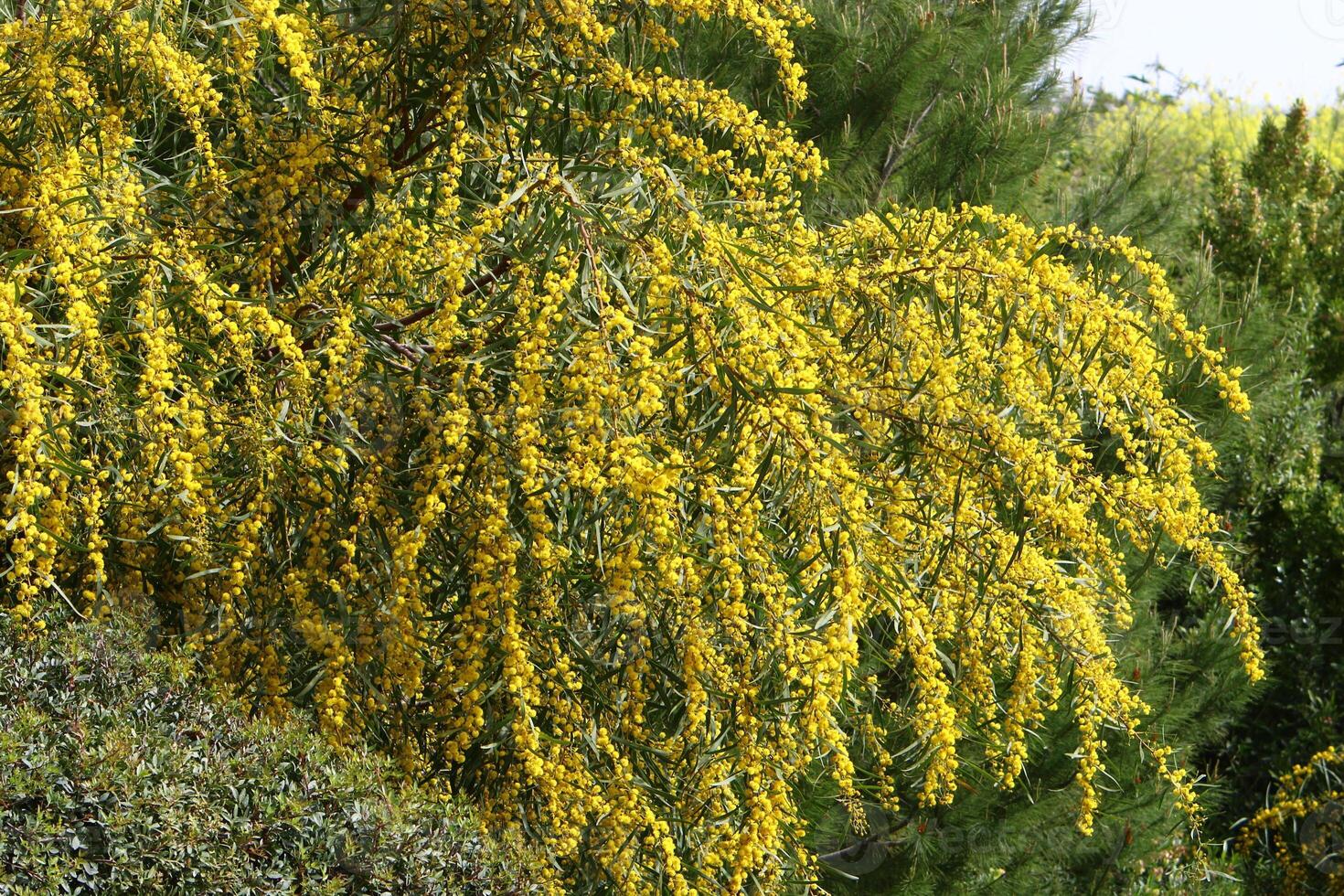 Mimosa blooms on the side of the road in a city park. photo