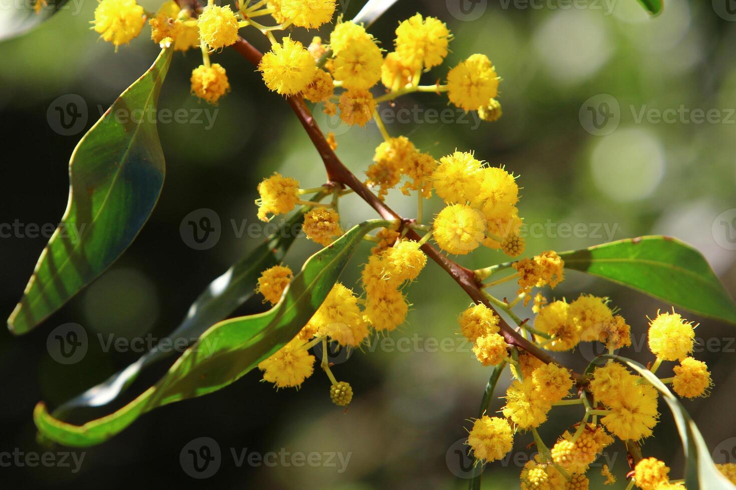 Mimosa blooms on the side of the road in a city park. photo