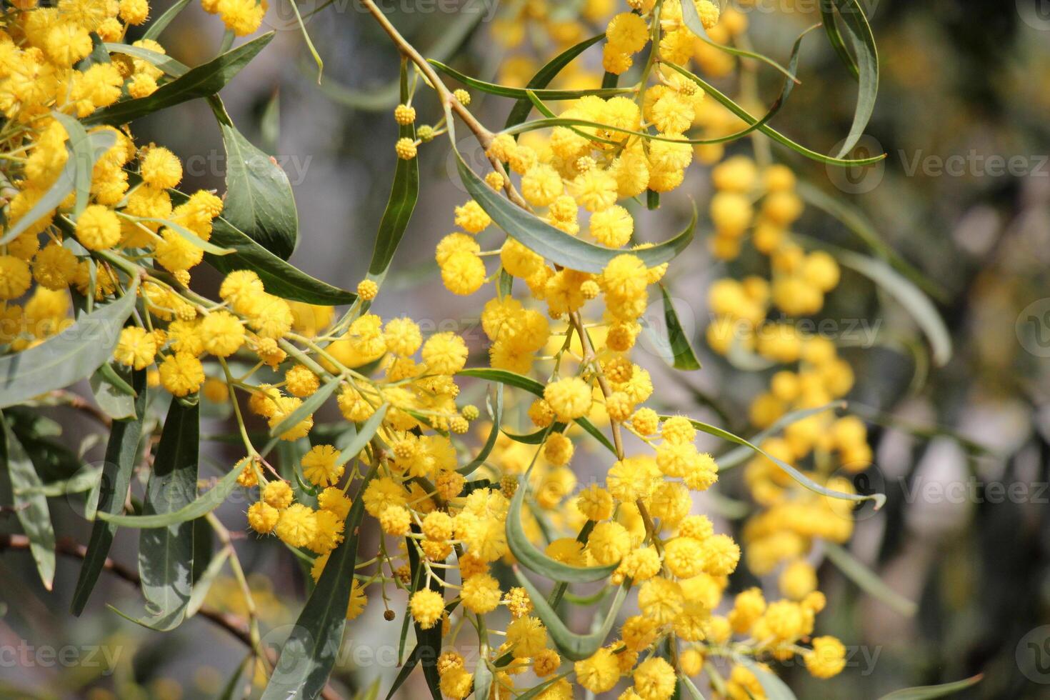 Mimosa blooms on the side of the road in a city park. photo