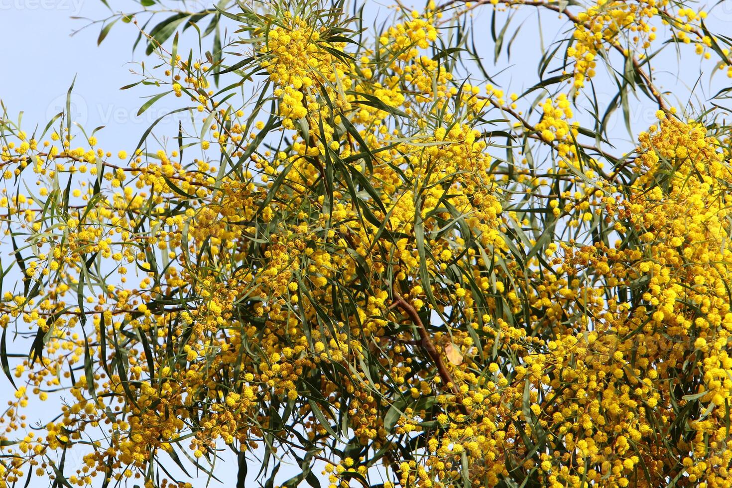 Mimosa blooms on the side of the road in a city park. photo