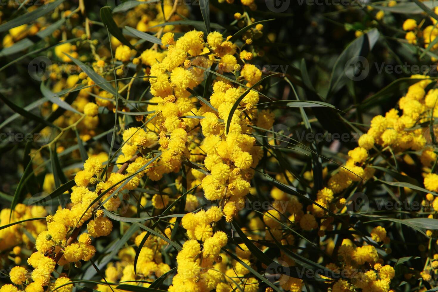 Mimosa blooms on the side of the road in a city park. photo